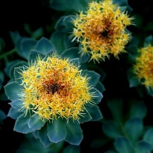 Rhodiola_rosea anxiety