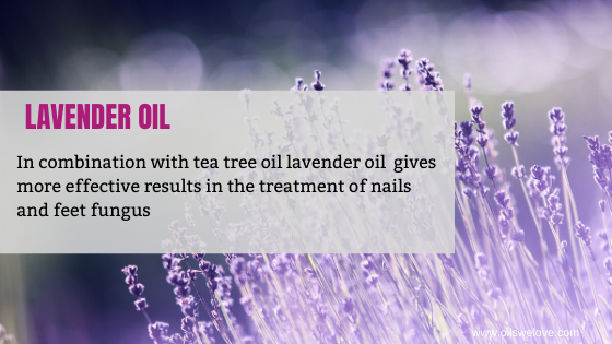 lavender essential oil For Nail Fungus