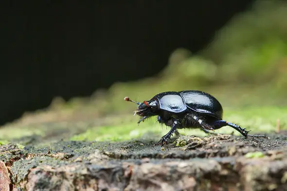 manure beetle cantarella